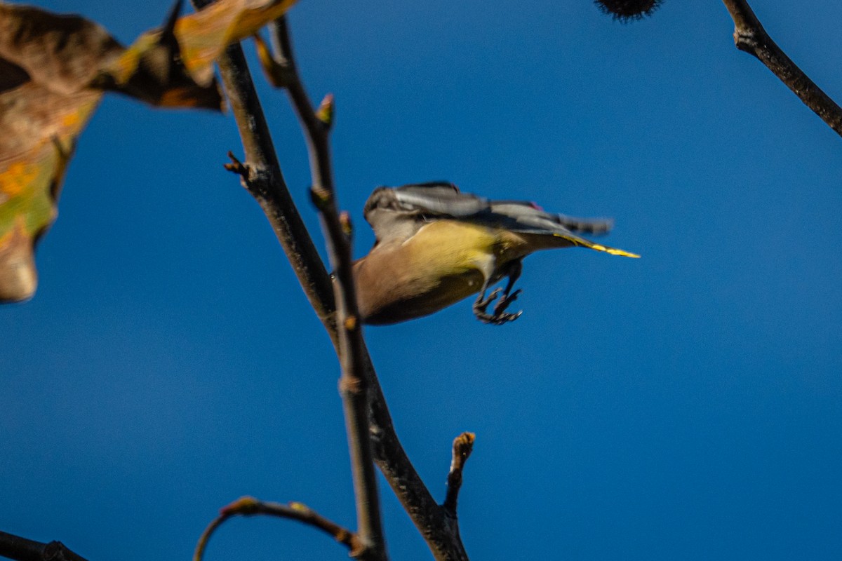 Cedar Waxwing - ML645957726