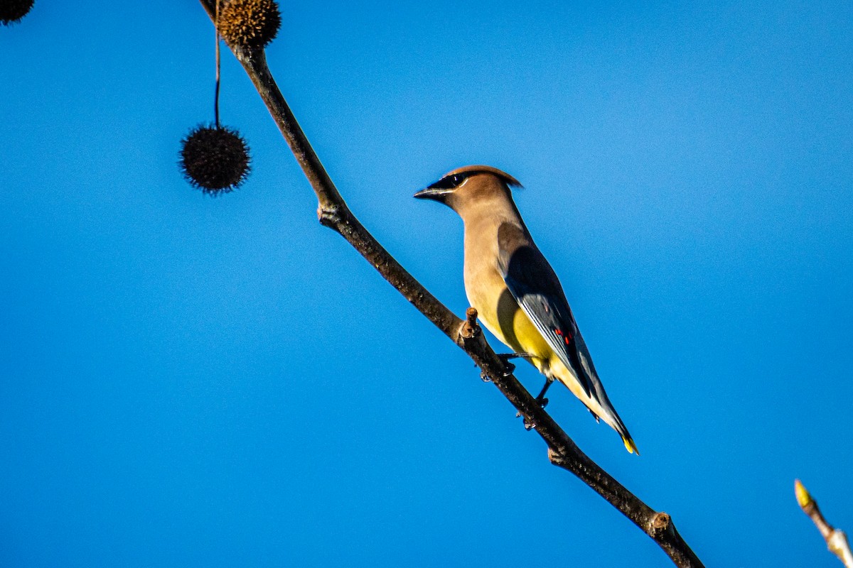 Cedar Waxwing - ML645957727