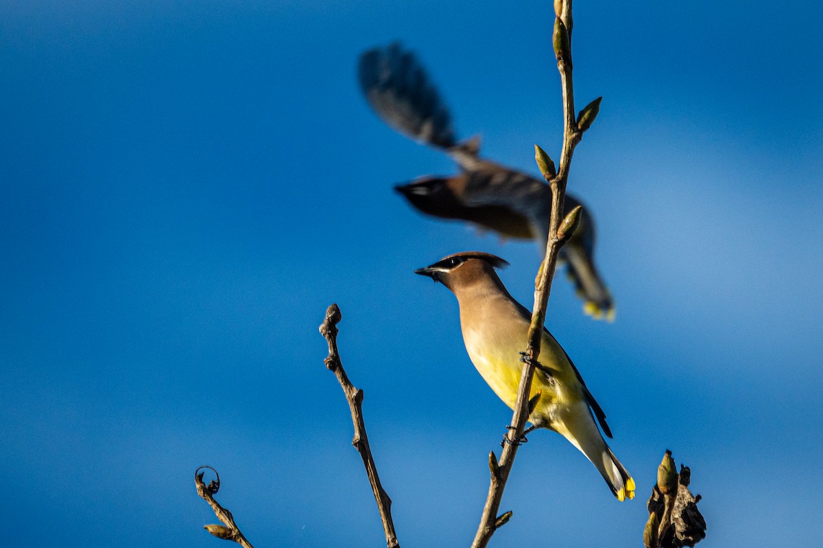 Cedar Waxwing - ML645957728