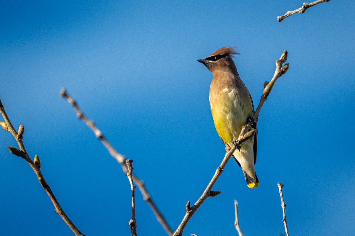 Cedar Waxwing - ML645957729