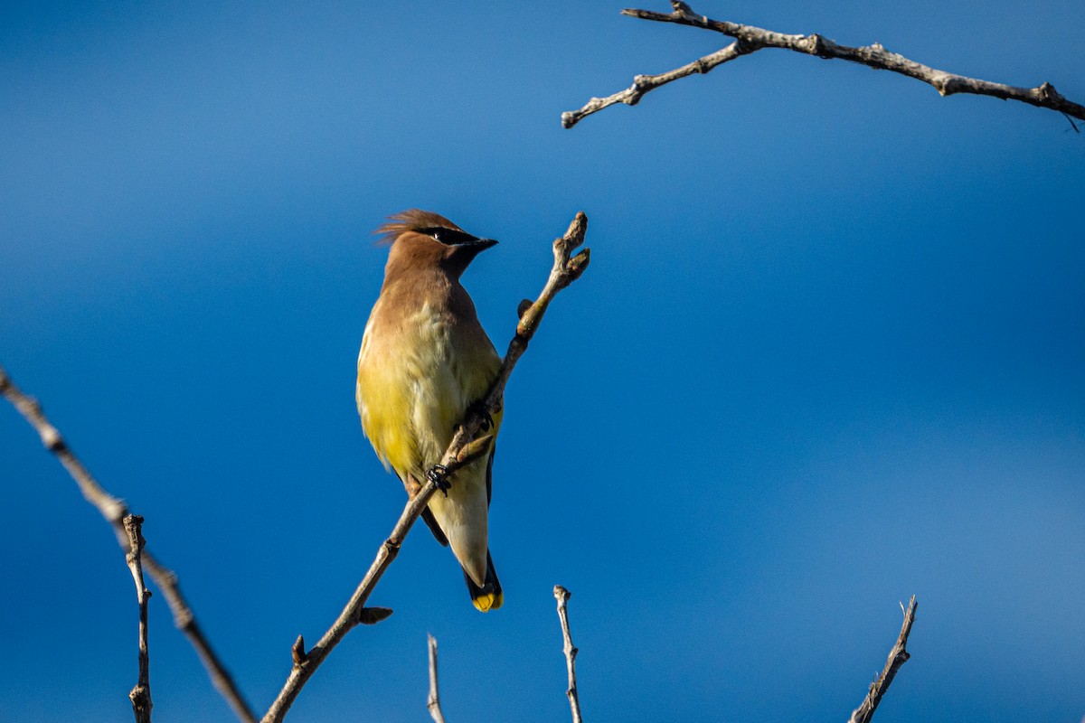 Cedar Waxwing - ML645957730