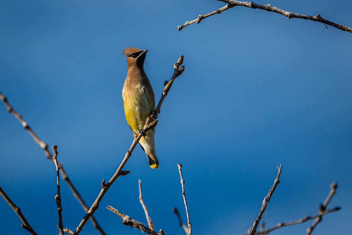 Cedar Waxwing - ML645957731