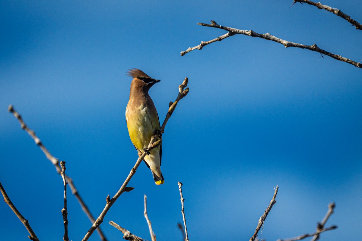 Cedar Waxwing - ML645957733