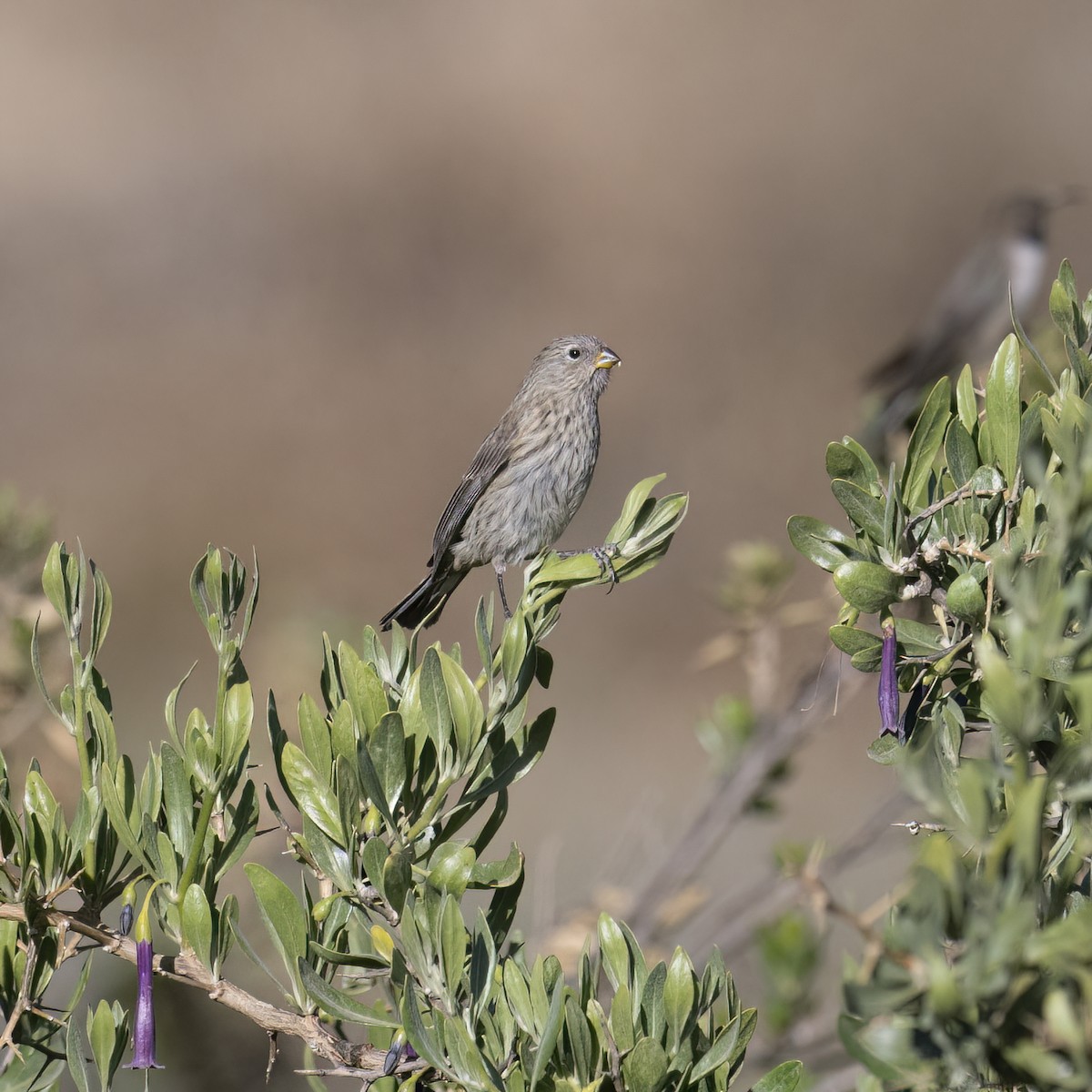 Band-tailed Seedeater - ML645957734