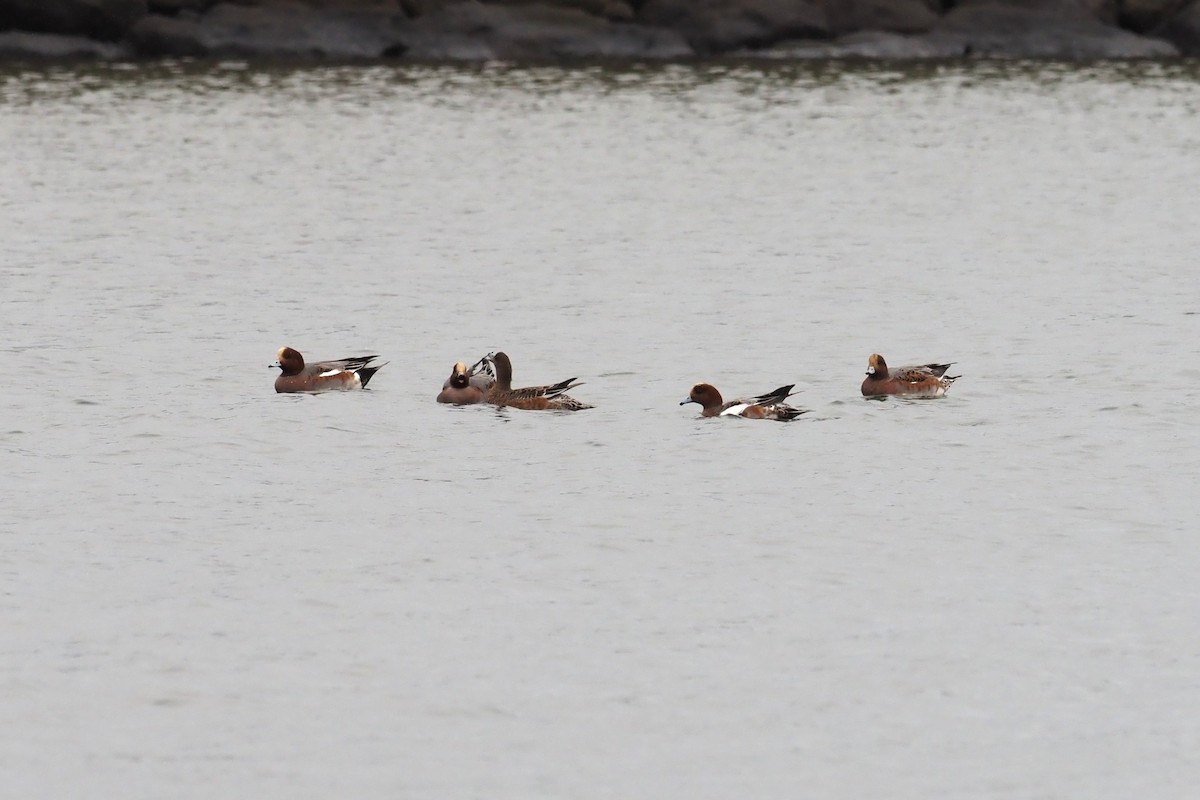 Eurasian Wigeon - ML645957744