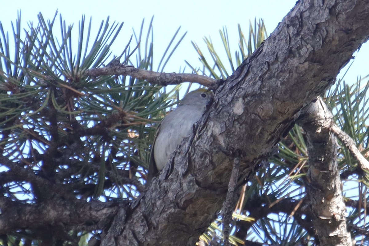 Chestnut-sided Warbler - ML645957745