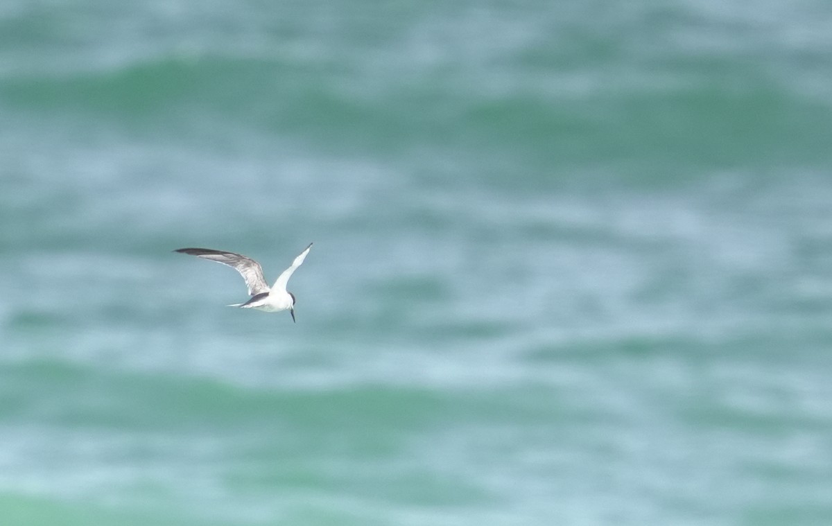 白眉燕鷗 - ML645957748