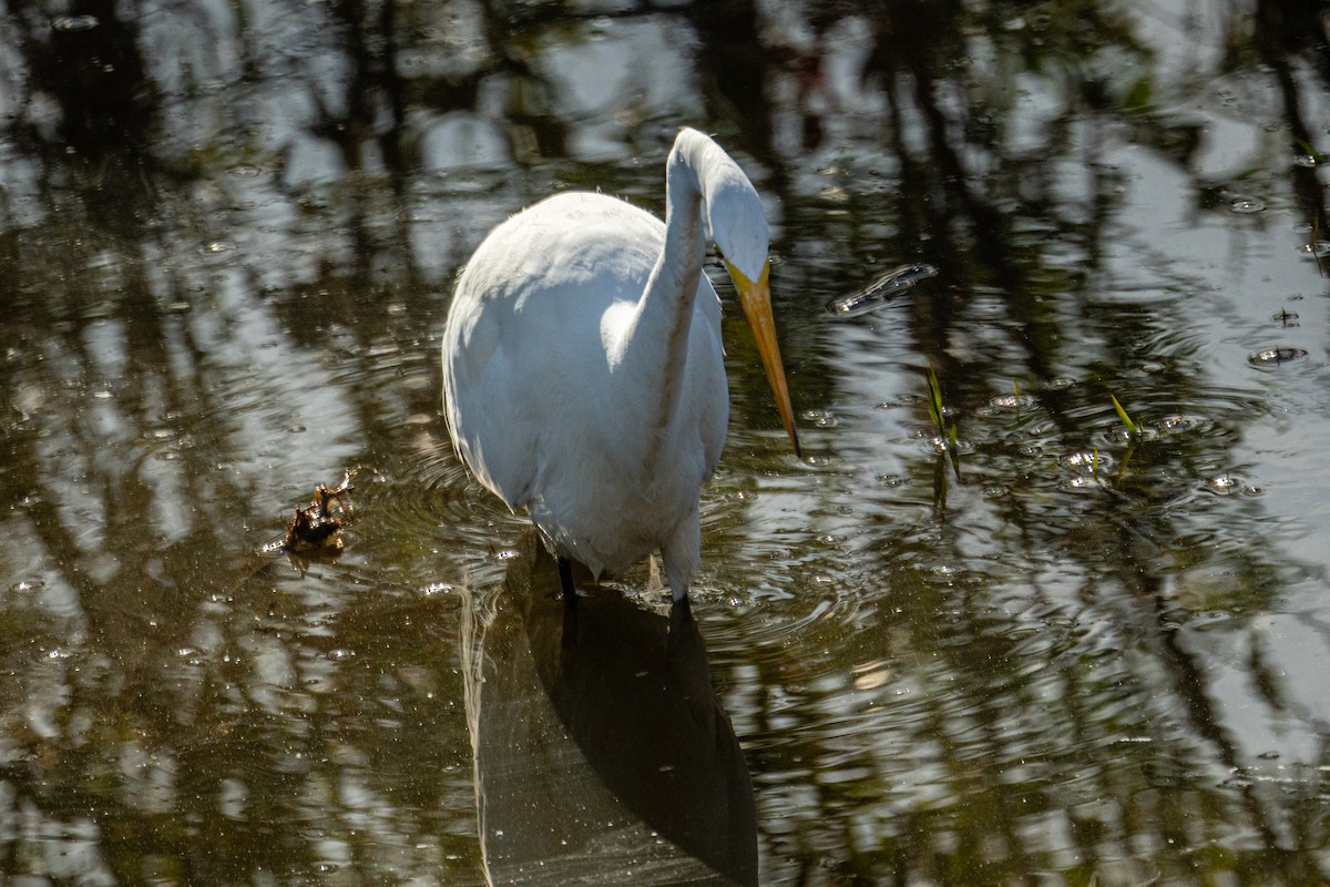 Airone bianco maggiore - ML645957749