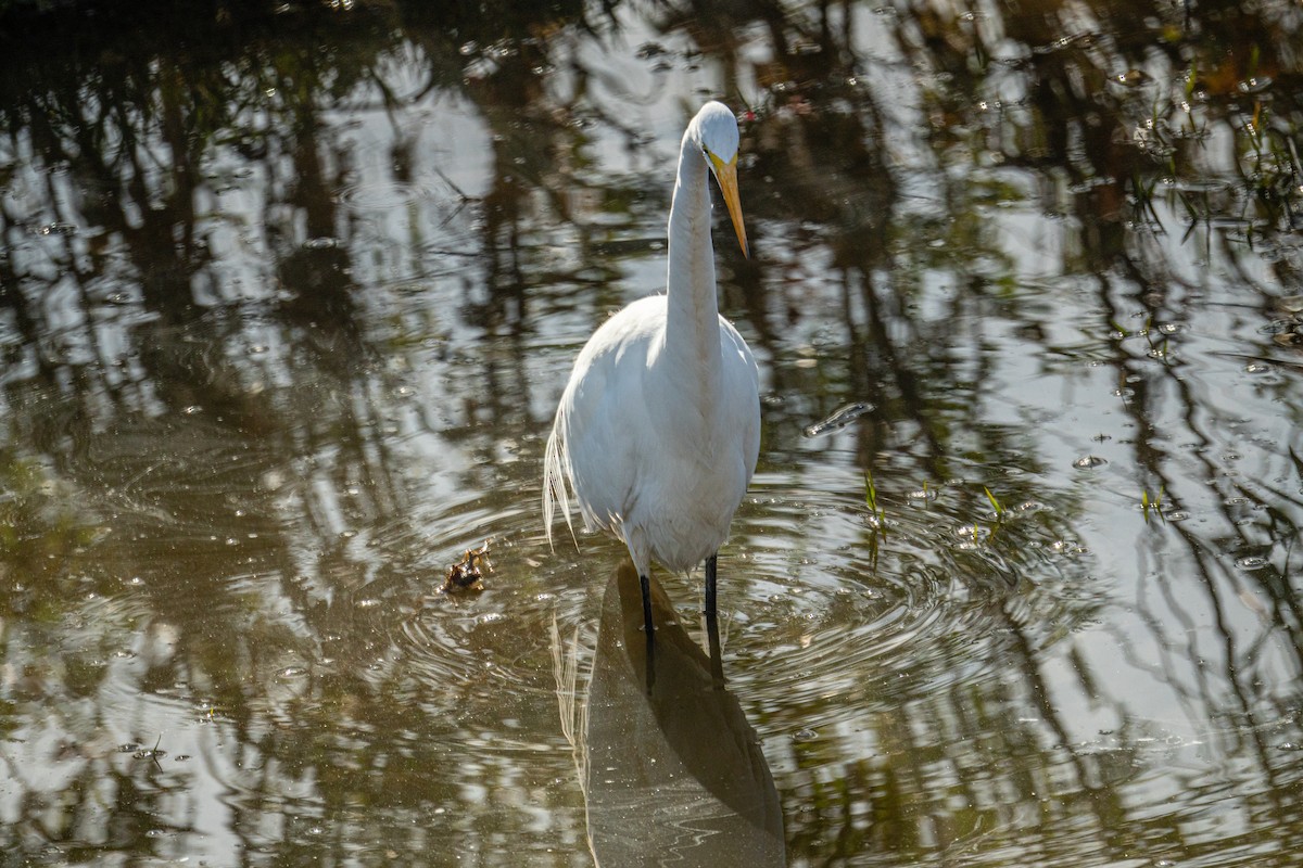 Airone bianco maggiore - ML645957750