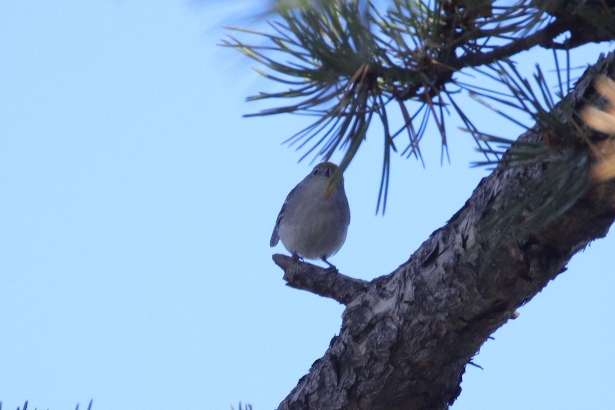 Chestnut-sided Warbler - ML645957751
