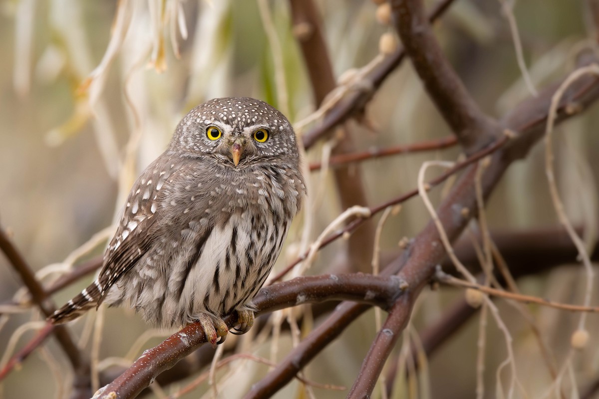 Gnomenzwergkauz (pinicola) - ML645957760