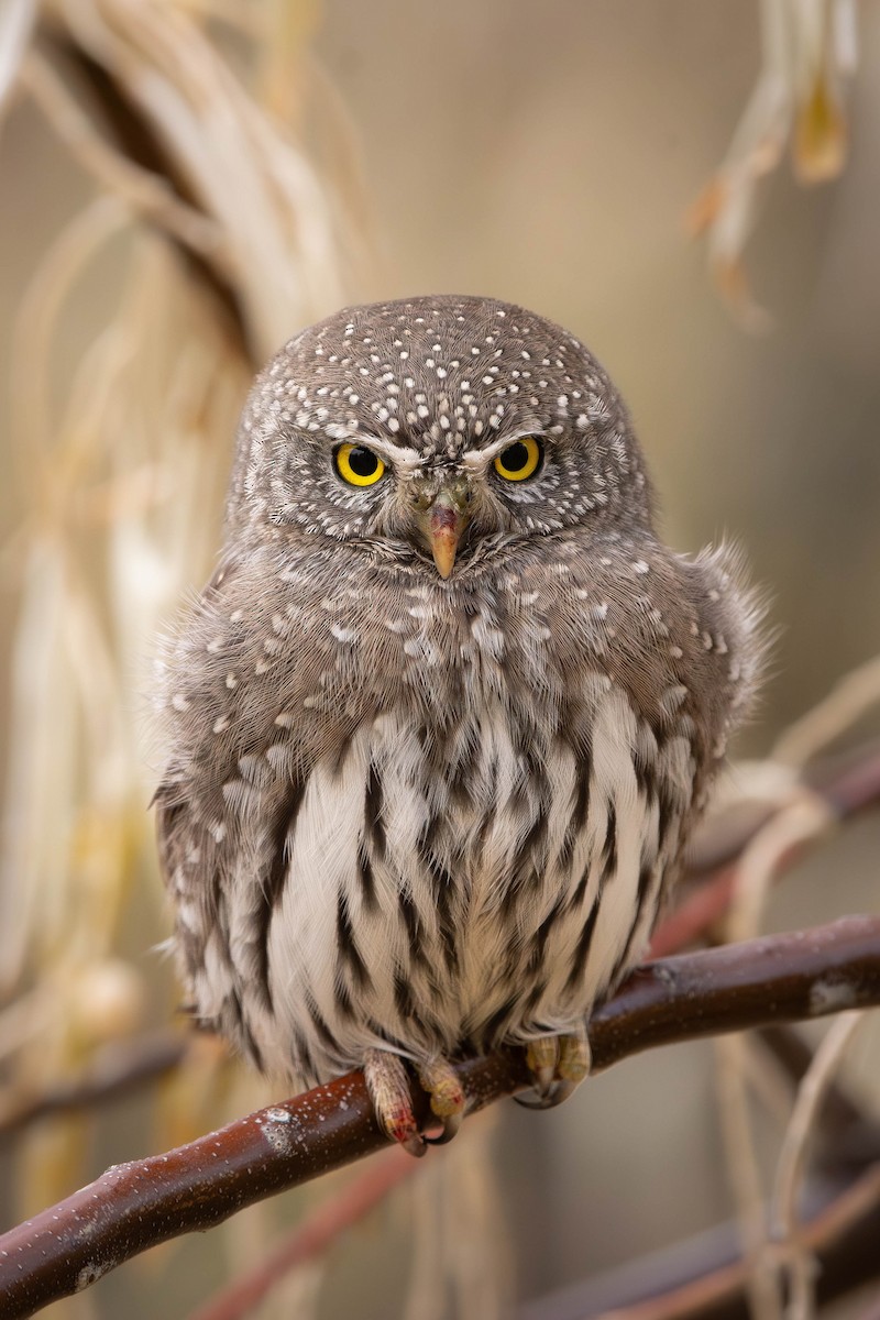 Gnomenzwergkauz (pinicola) - ML645957761