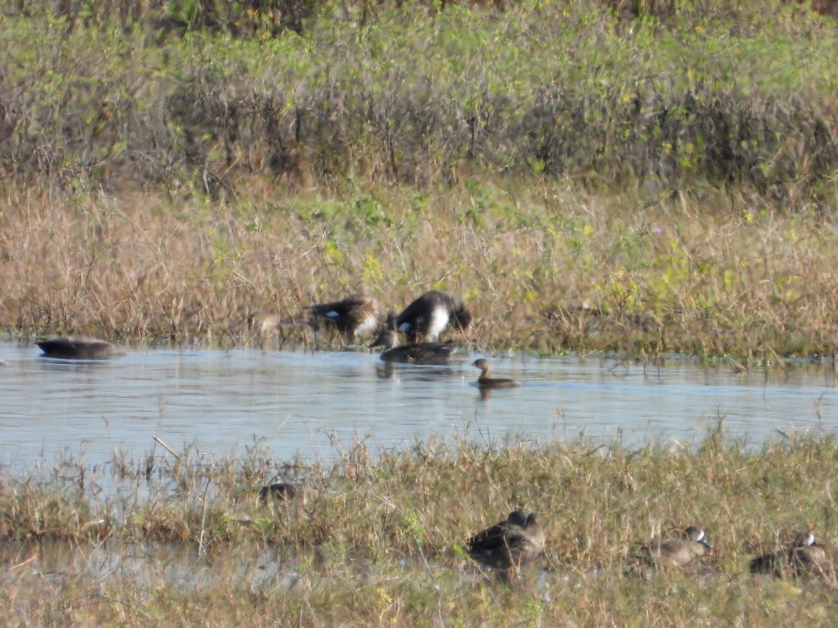 Blue-winged Teal - ML645957763