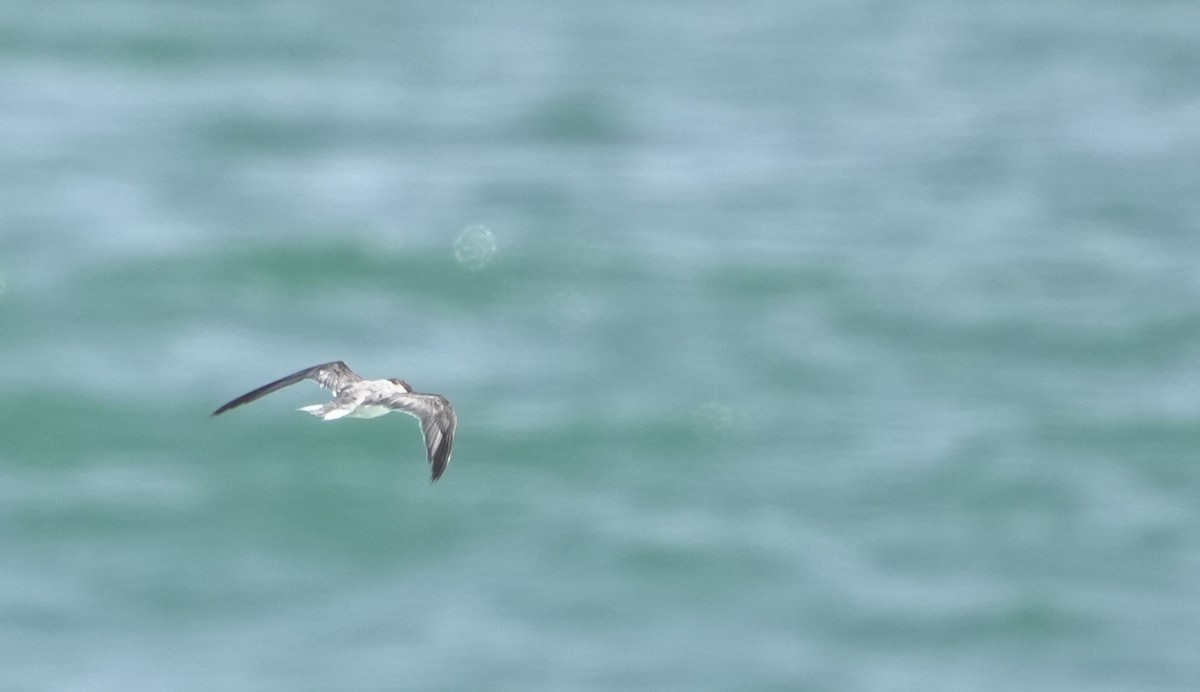 白眉燕鷗 - ML645957770