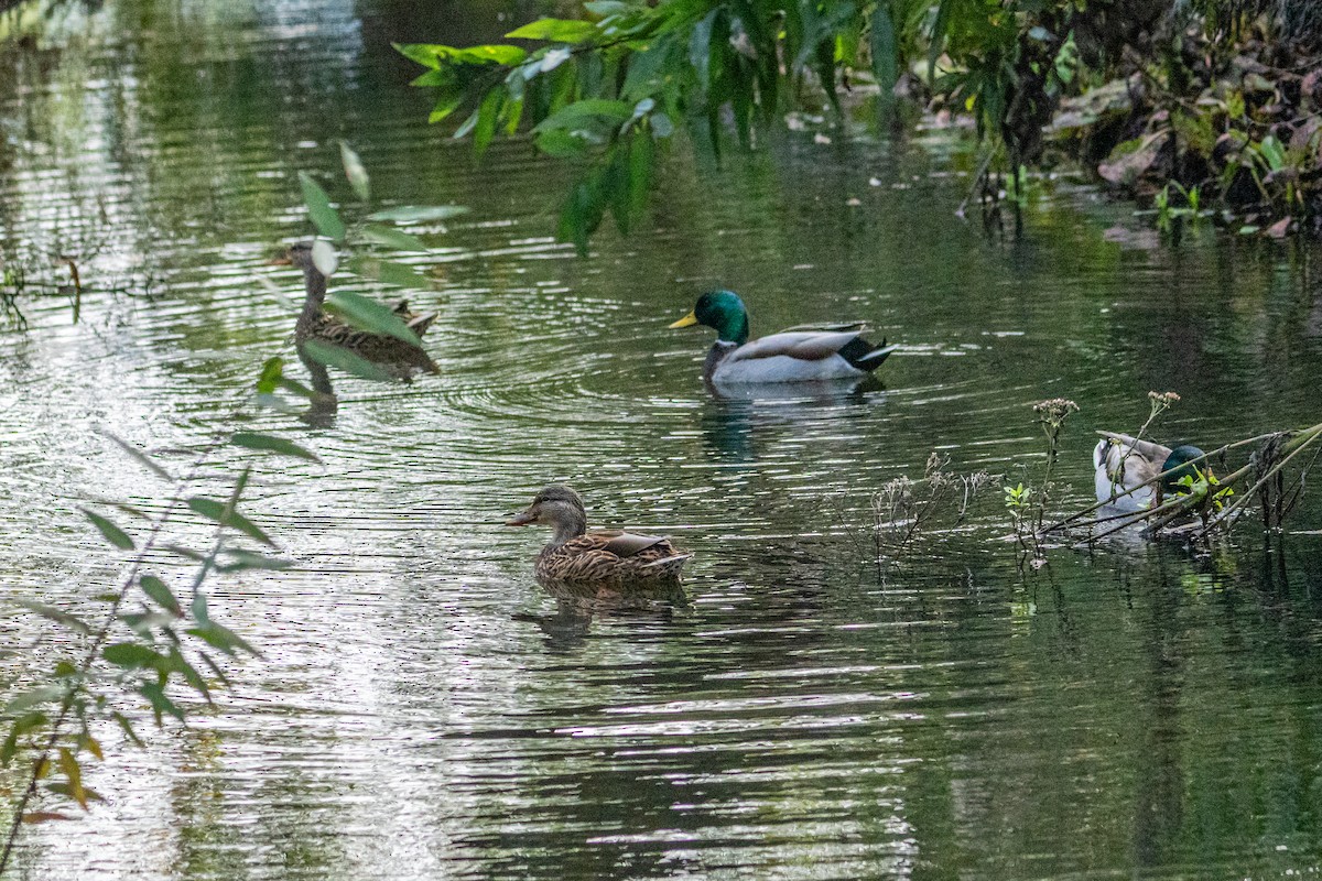 Germano reale - ML645957771