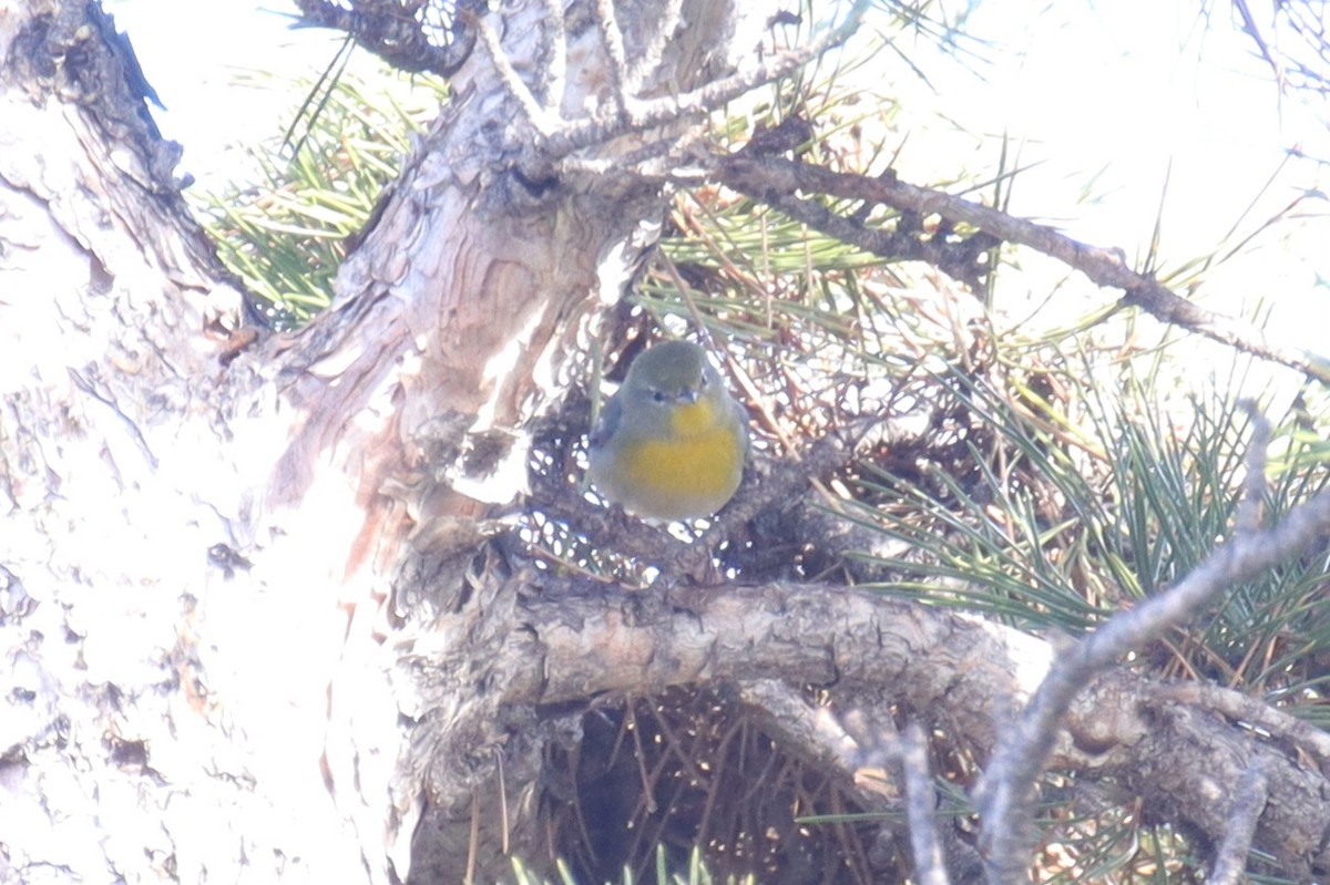 Northern Parula - ML645957784