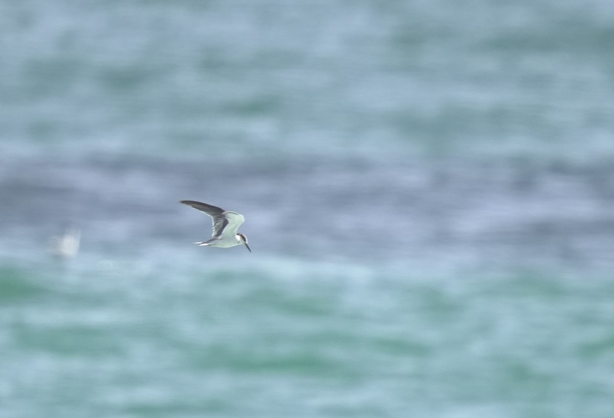 白眉燕鷗 - ML645957786