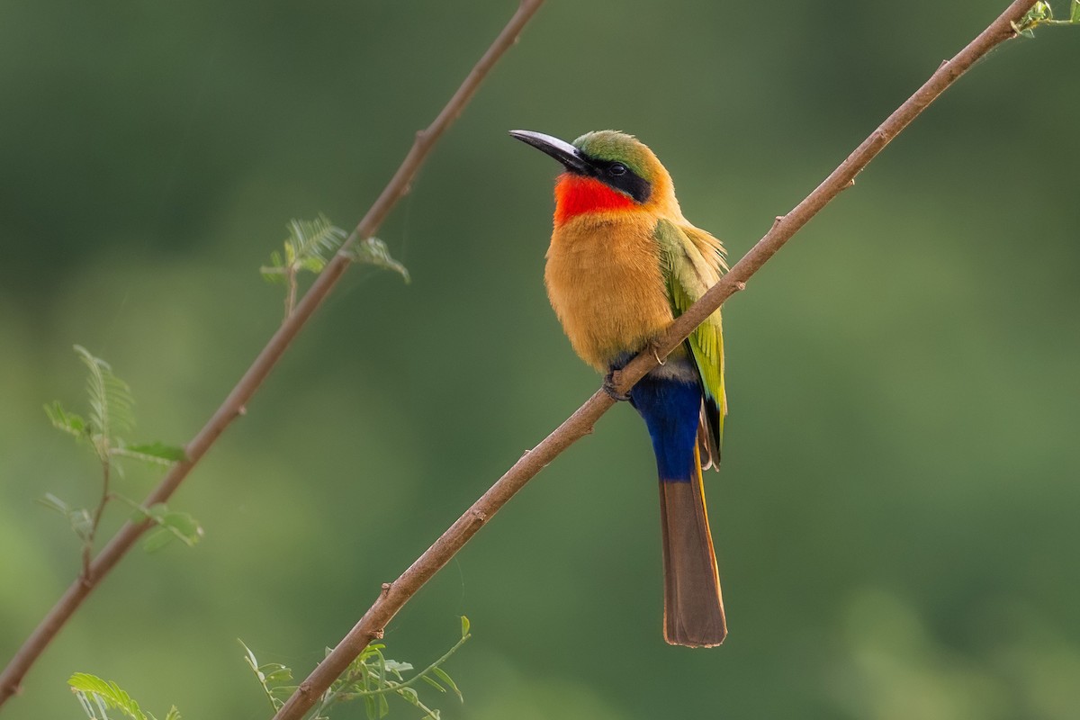 Red-throated Bee-eater - ML645957788