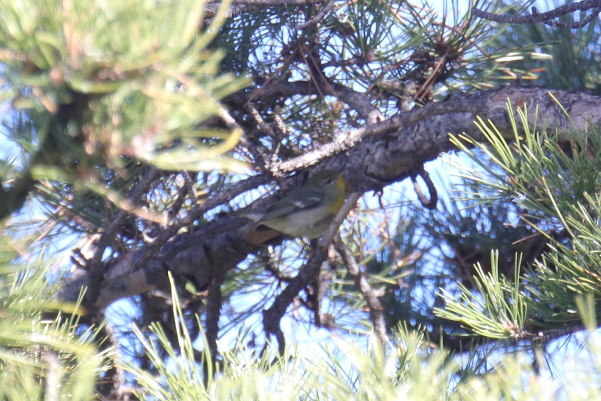 Northern Parula - ML645957789