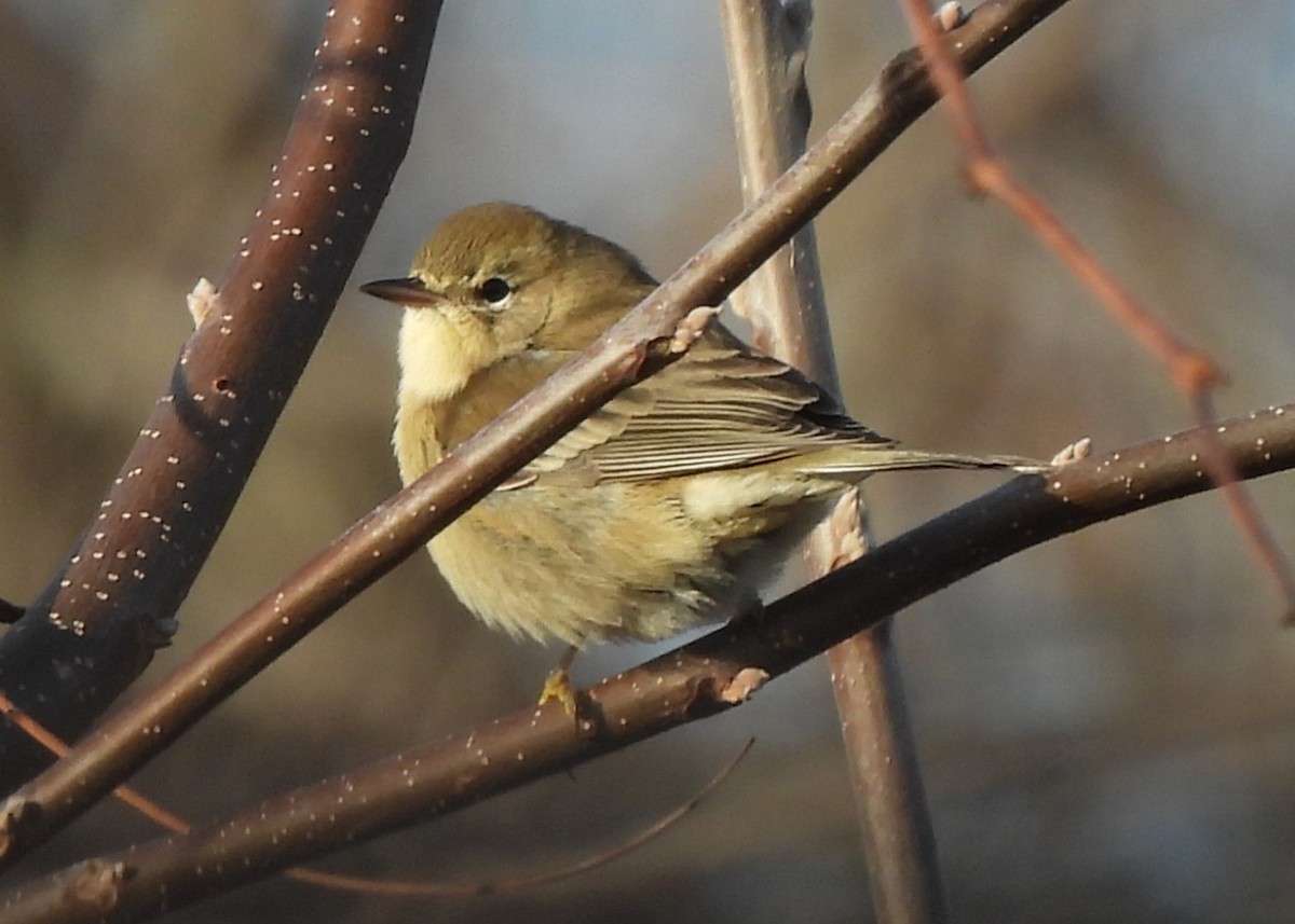 Pine Warbler - ML645957791
