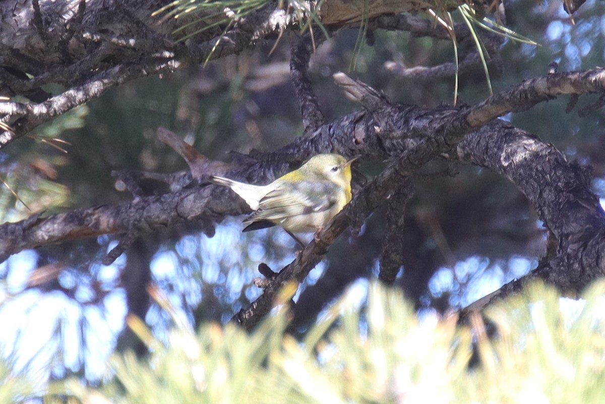 Northern Parula - ML645957792