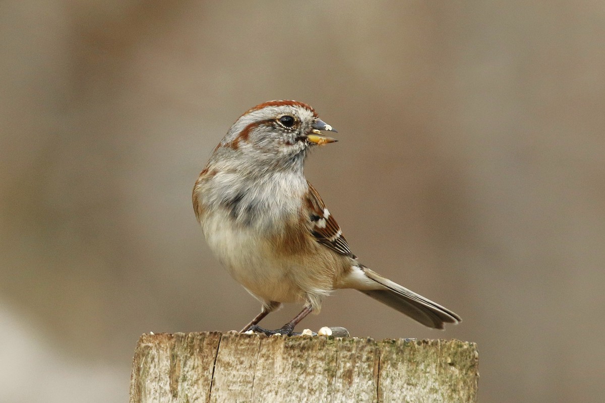 American Tree Sparrow - ML645957793