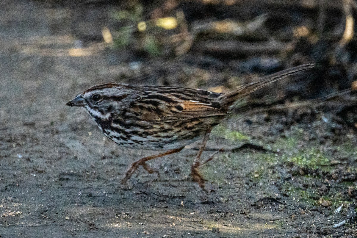 Song Sparrow - ML645957800