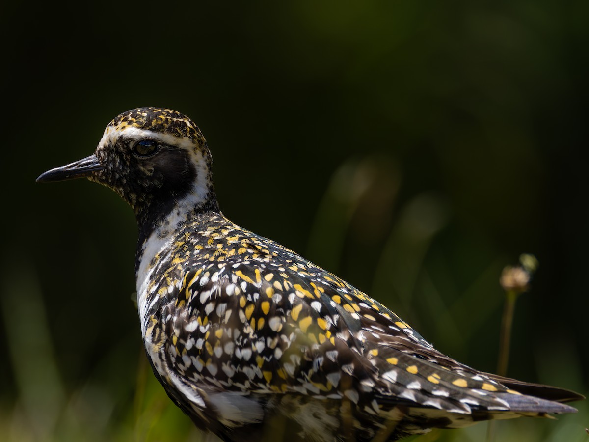 Pacific Golden-Plover - ML645957811