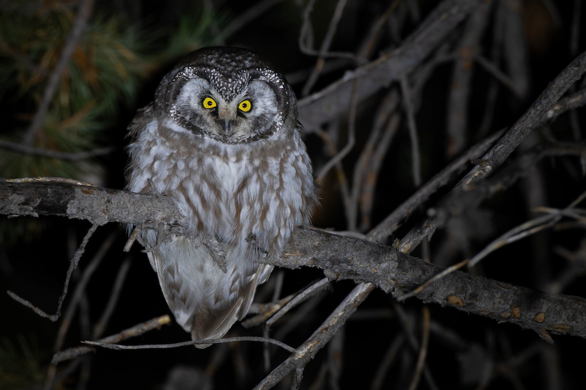 Raufußkauz - ML645957814