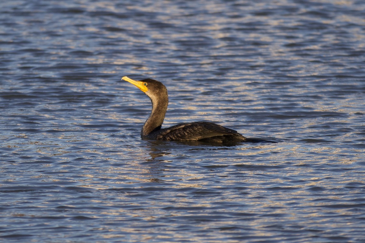 totoppskarv - ML645957818