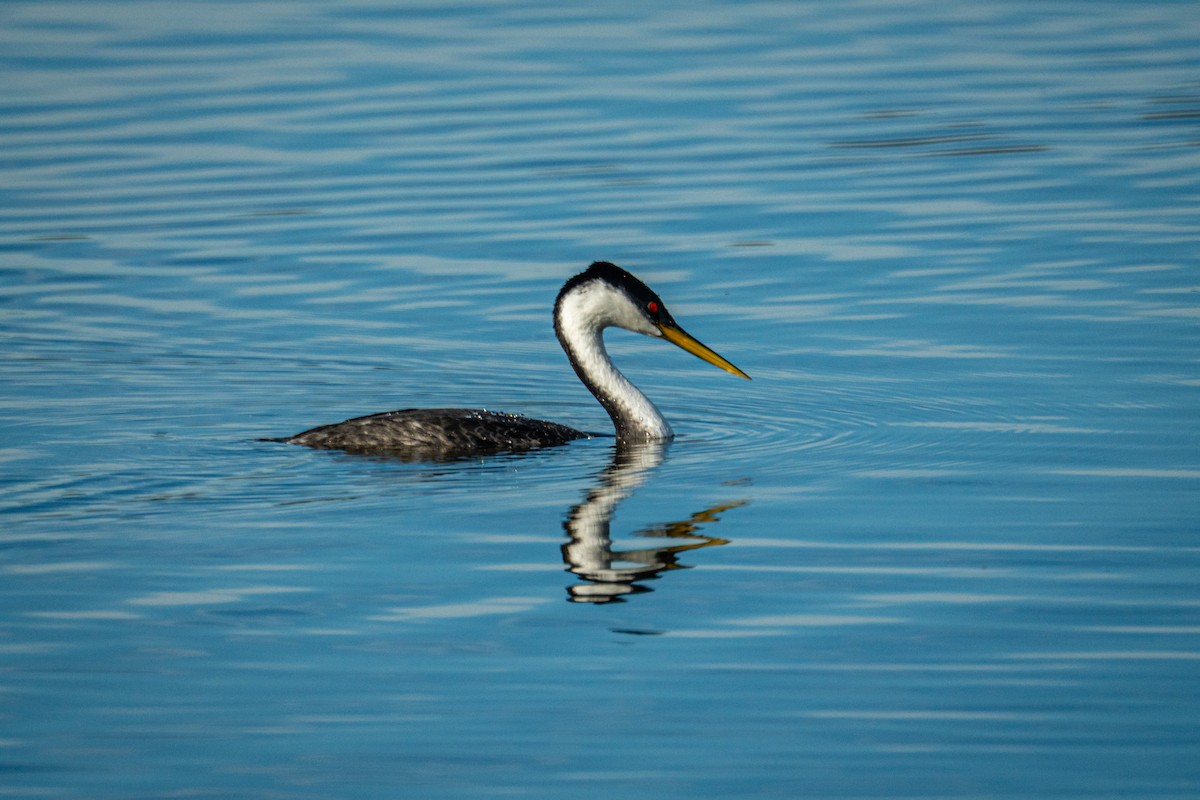 Western Grebe - ML645957819