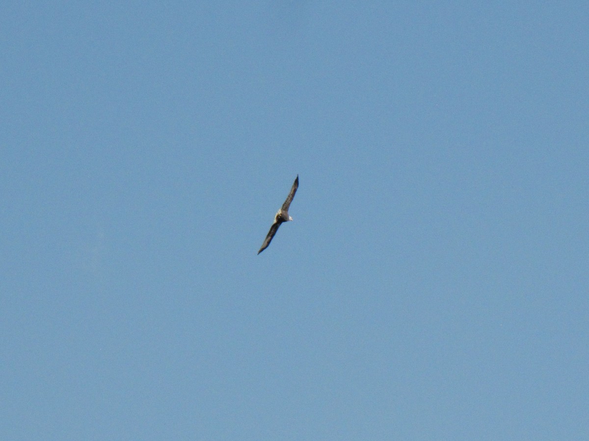 Bald Eagle - ML645957820