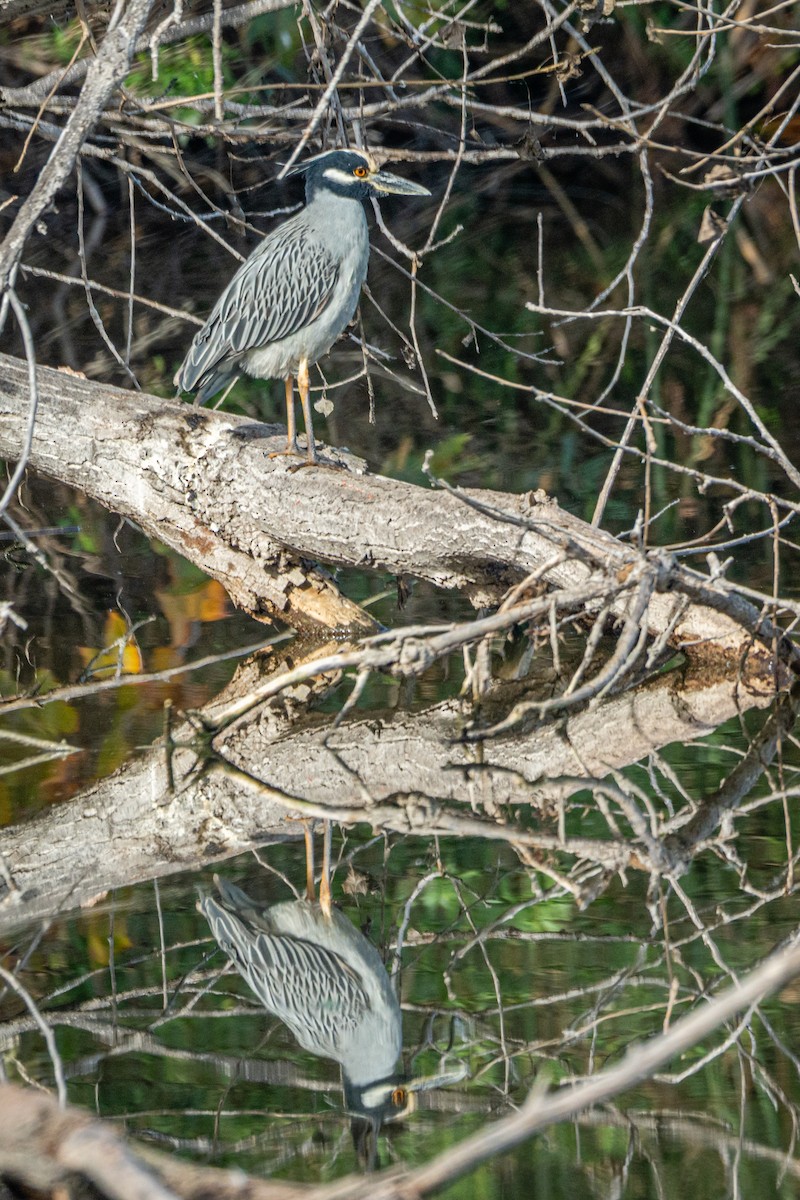 Yellow-crowned Night Heron - ML645957834