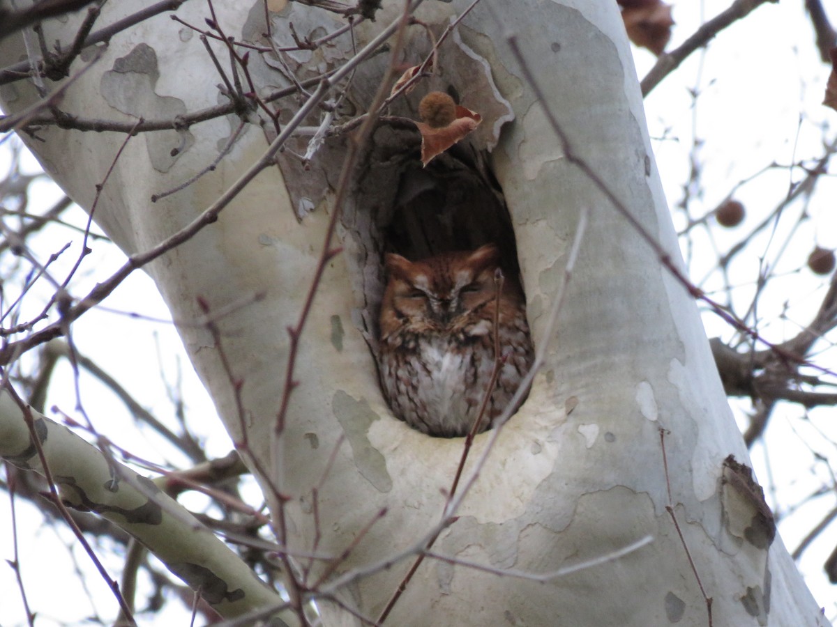 Eastern Screech-Owl - ML645957835