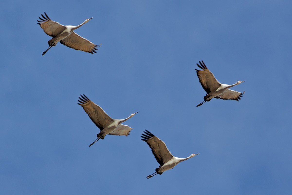 Kanadakranich - ML645957836