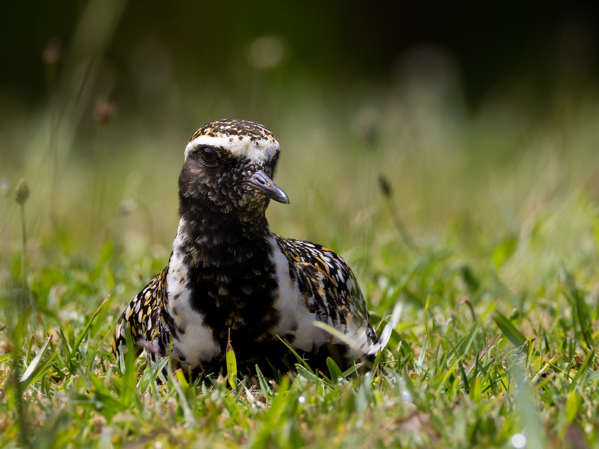 Pacific Golden-Plover - ML645957837