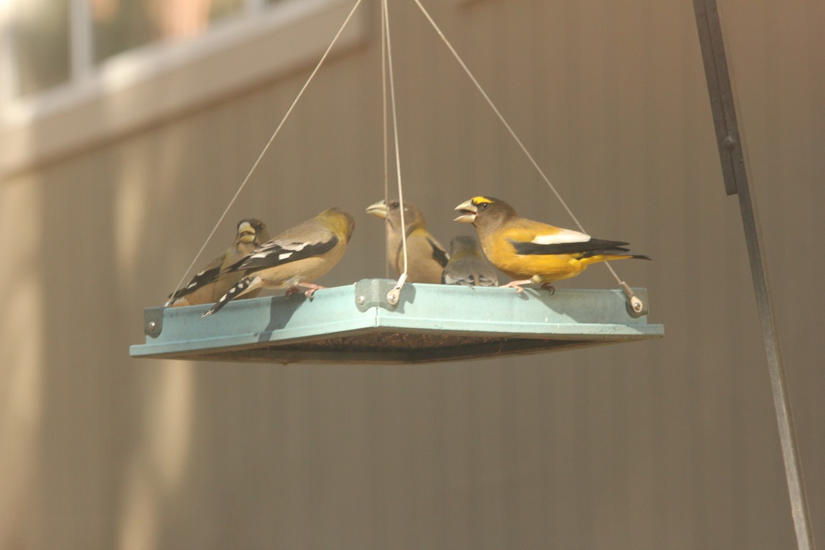 Evening Grosbeak - ML645957844