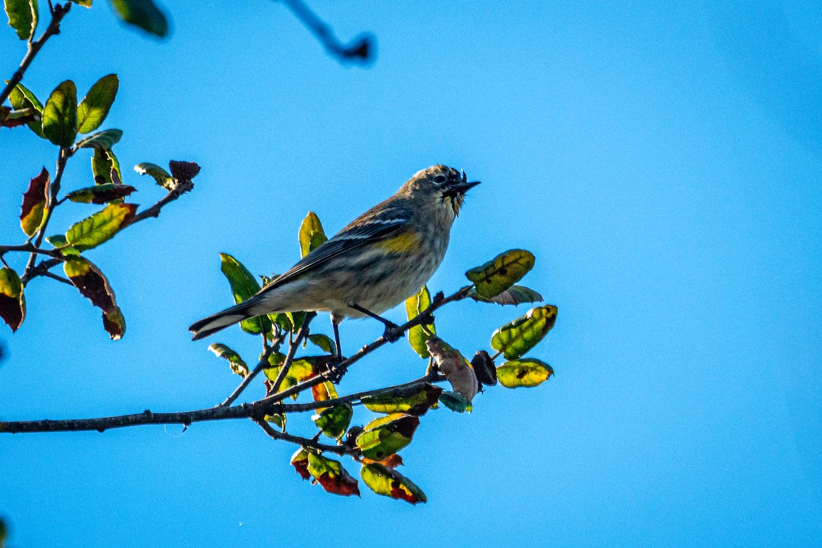 Yellow-rumped Warbler - ML645957846