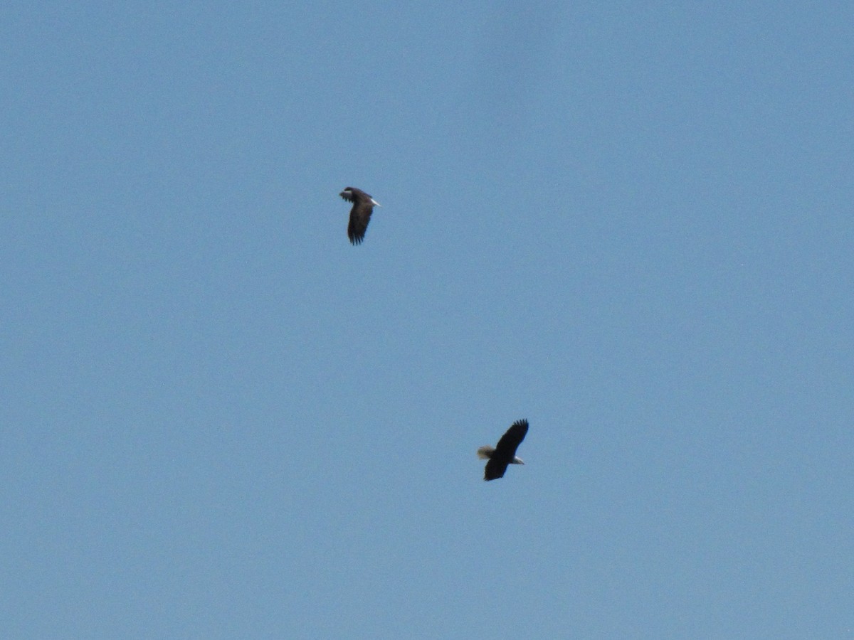 Bald Eagle - ML645957862