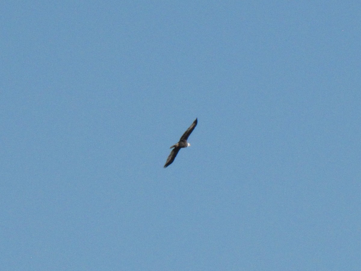 Bald Eagle - ML645957879