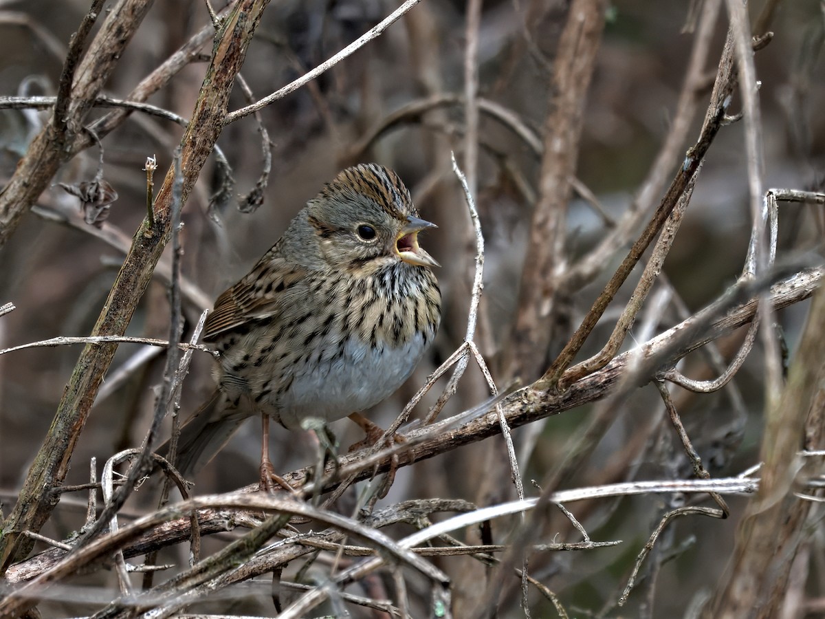 Lincoln's Sparrow - ML645957885