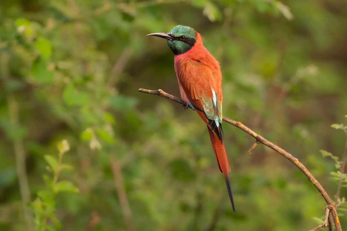 שרקרק ורוד - ML645957891