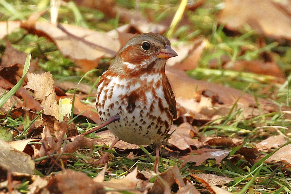 Fox Sparrow - ML645957892