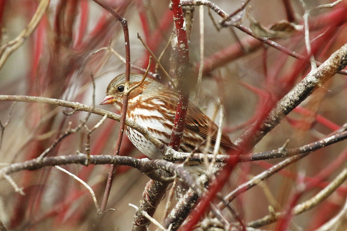 Fox Sparrow - ML645957894