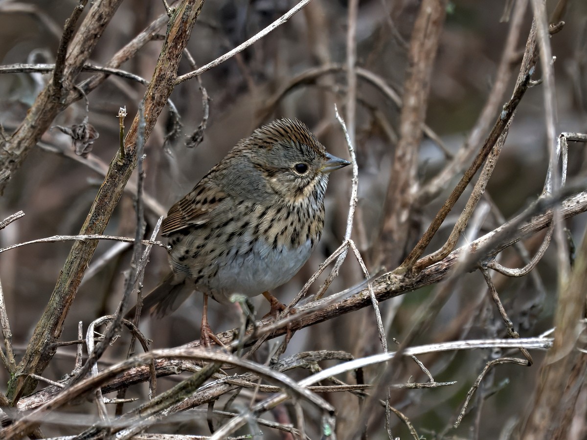 Lincoln's Sparrow - ML645957895