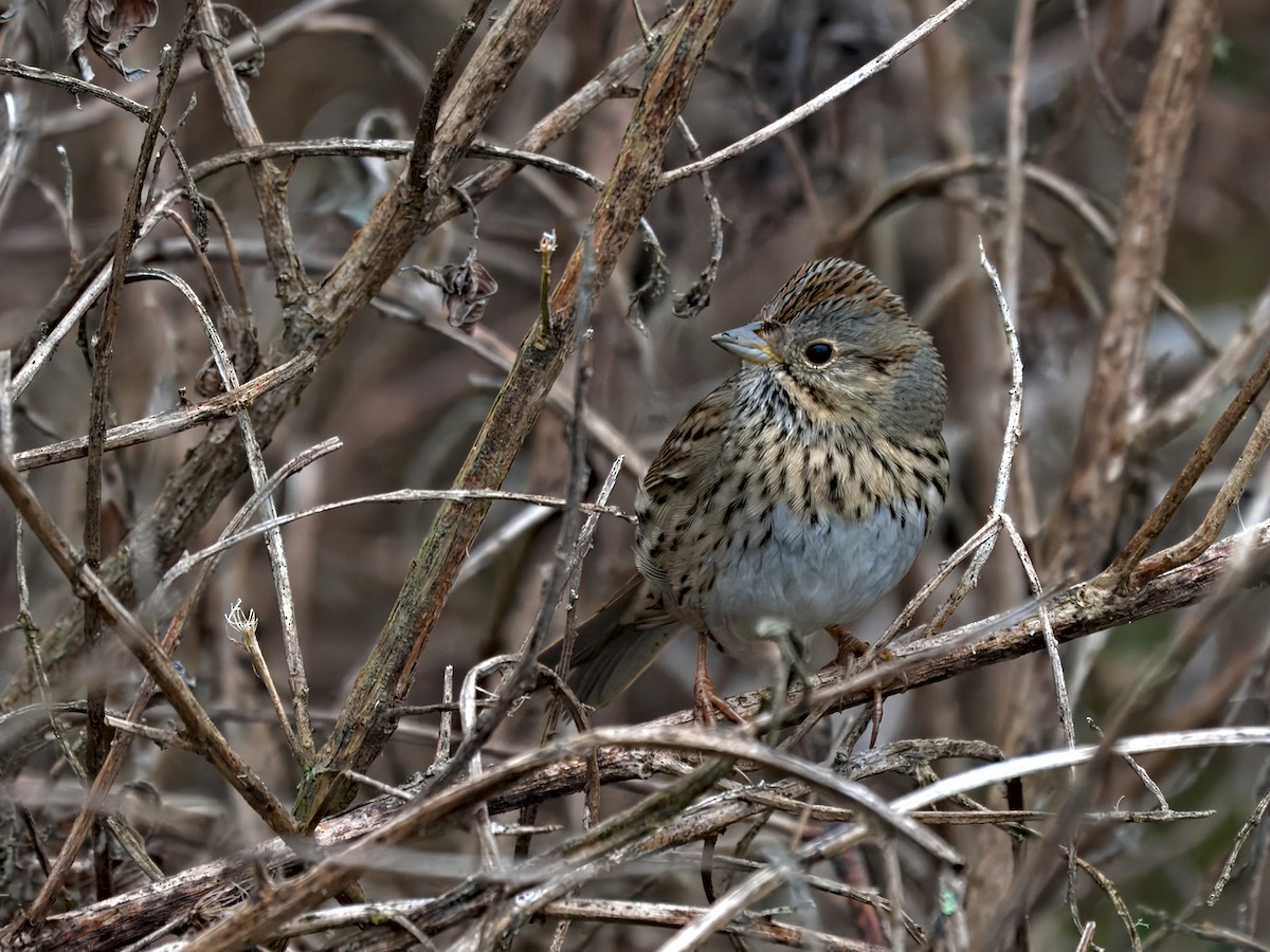 Lincoln's Sparrow - ML645957898
