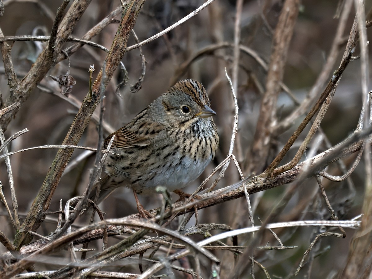 Lincoln's Sparrow - ML645957900