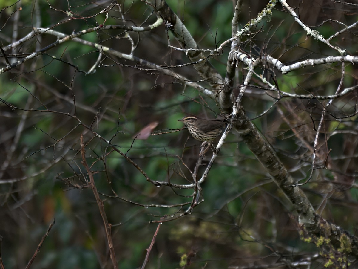 Northern Waterthrush - ML645957906