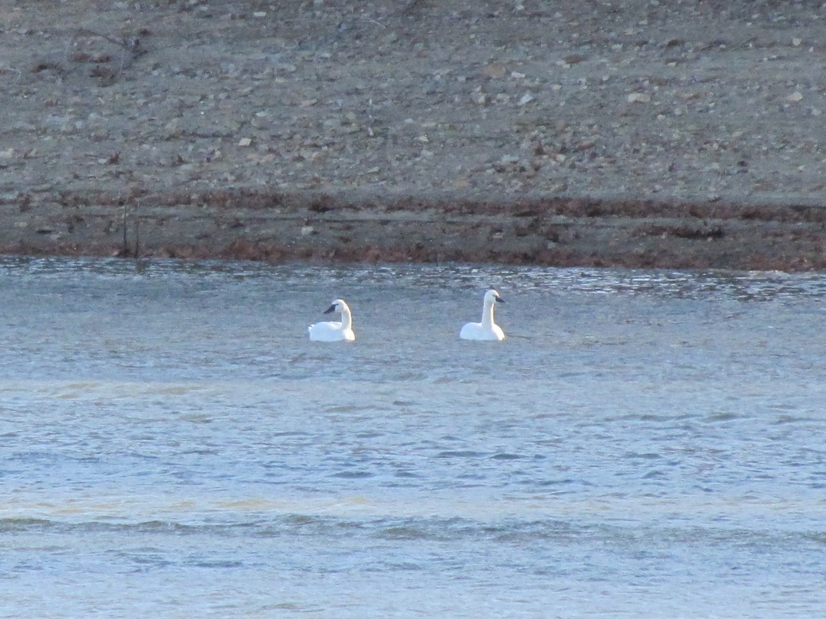 Tundra Swan - ML645957907