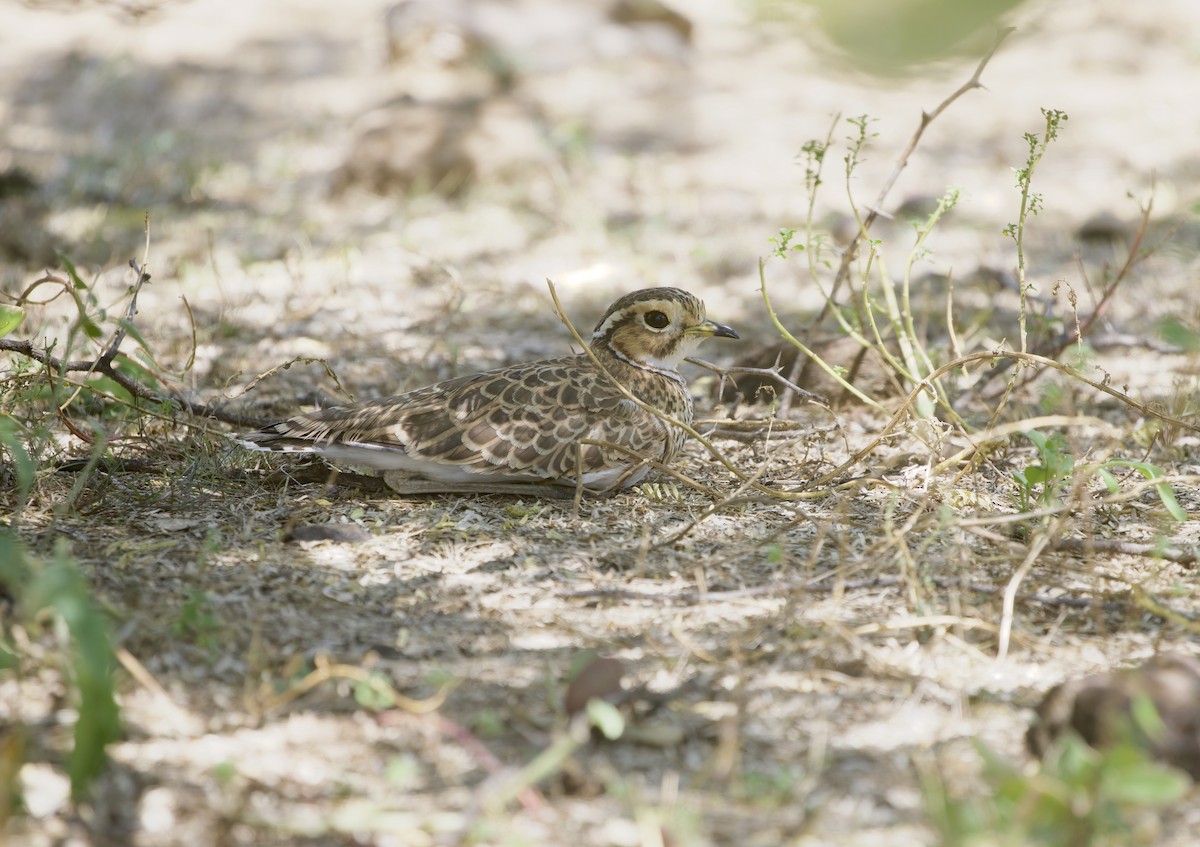 Courvite à triple collier - ML645957908